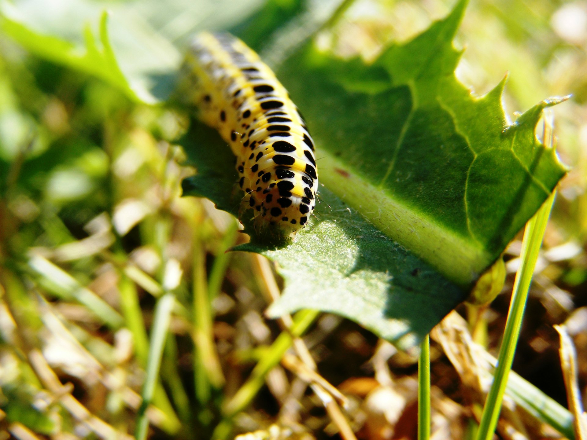 Wallpapers Animals Insects - Caterpillars Petite chenille