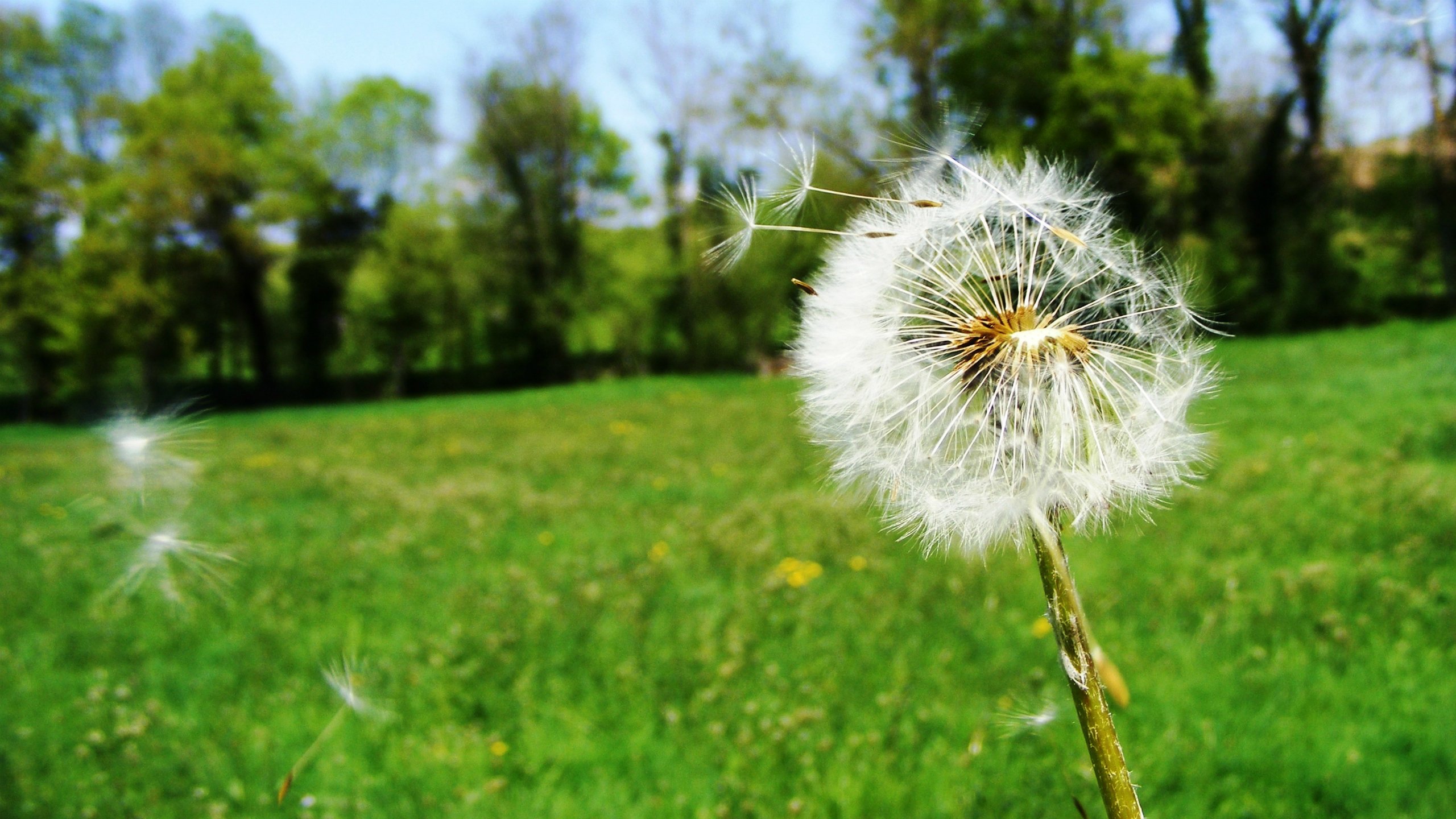 Wallpapers Nature Flowers Pissenlit