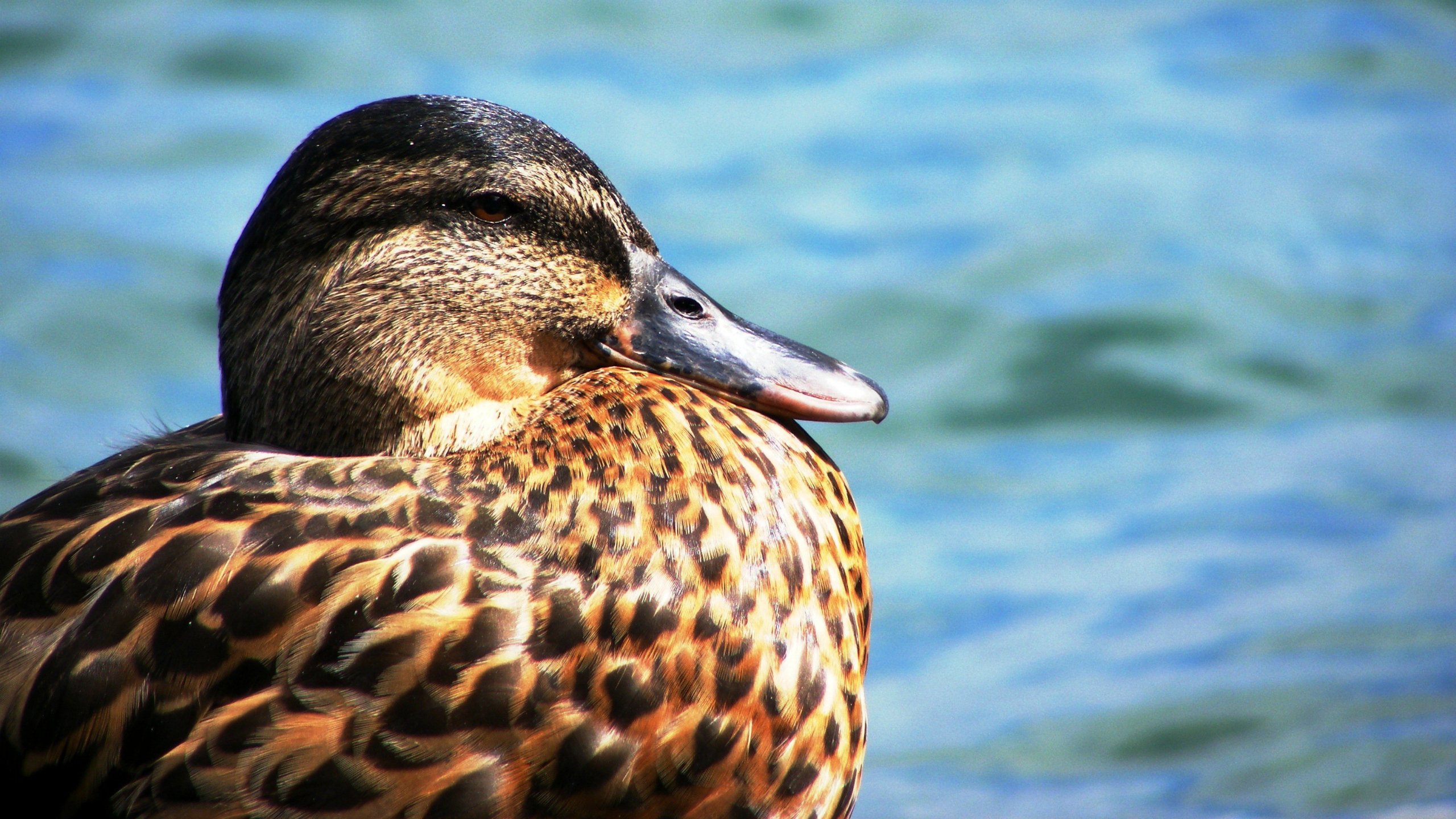 Wallpapers Animals Birds - Ducks Canard