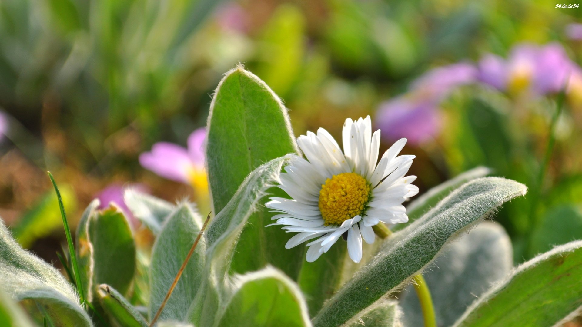 Wallpapers Nature Flowers THE MARGUERITE 