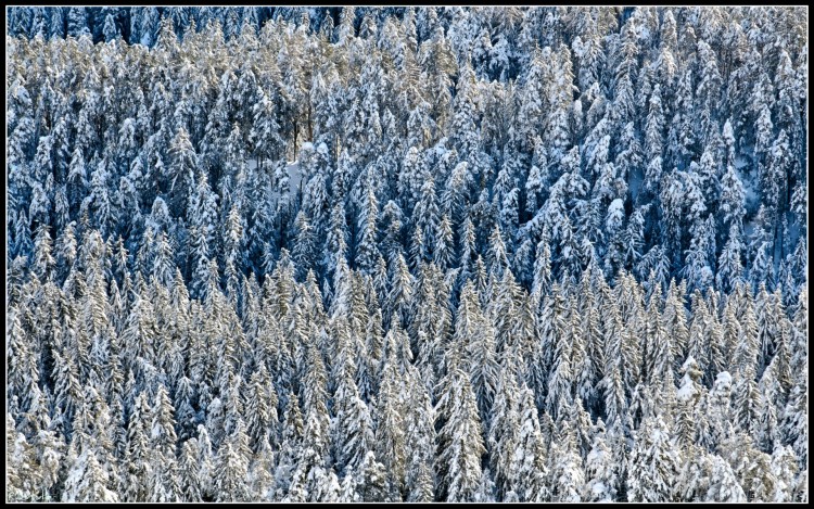 Fonds d'cran Nature Arbres - Forts Mon beau sapin.....