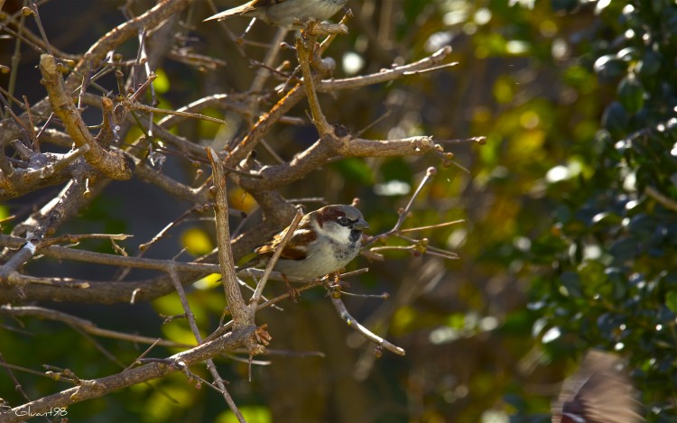 Wallpapers Animals Birds - Sparrows A l'affut !