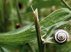 Fonds d'cran Animaux Escargot