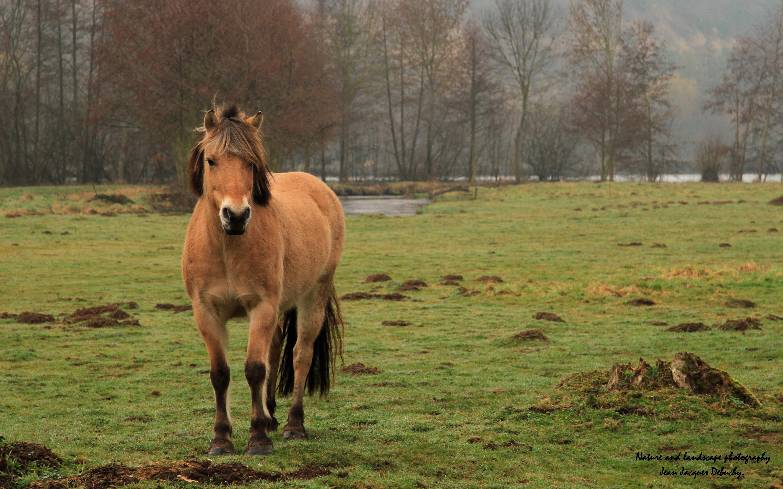 Fonds d'cran Animaux Chevaux Quel temprament ..