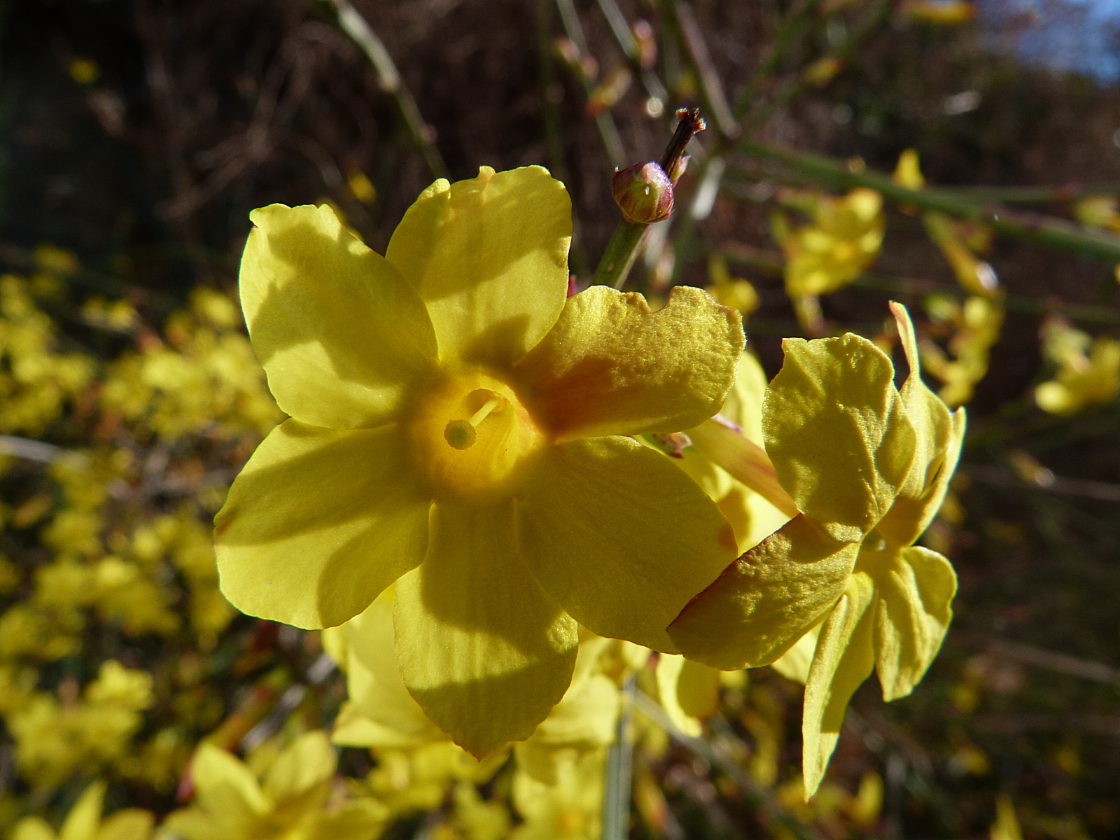 Fonds d'cran Nature Fleurs Jasmin d'hiver 