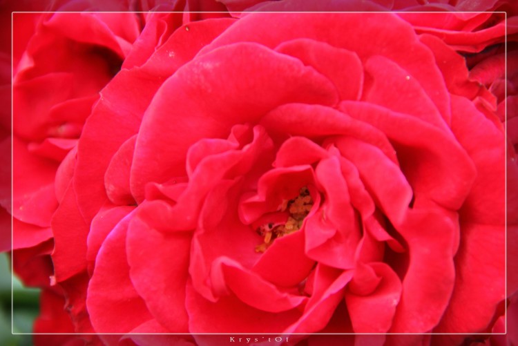 Fonds d'cran Nature Fleurs Rose rouge