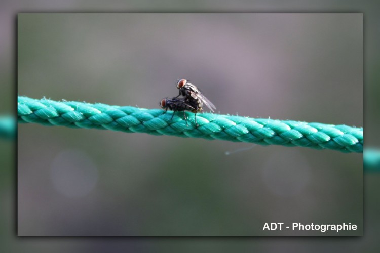 Wallpapers Animals Insects - Flies Les surprises de la nature