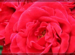 Fonds d'cran Nature Rose rouge