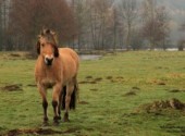 Fonds d'cran Animaux Quel temprament ..