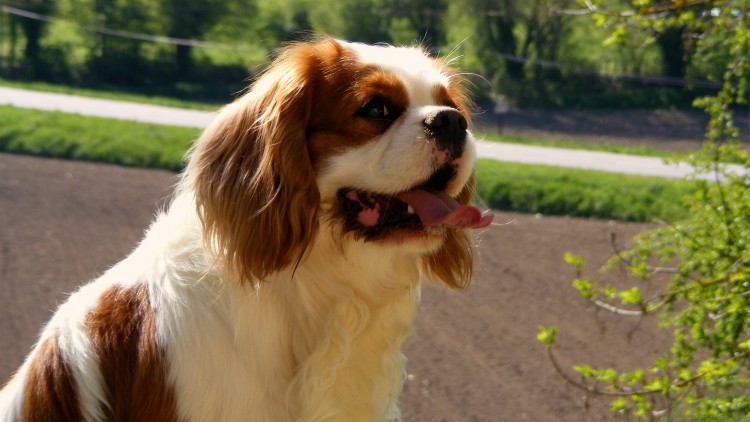 Wallpapers Animals Dogs Cavalier King Charles