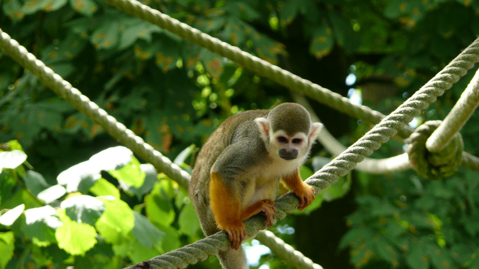 Fonds d'cran Animaux Singes Singe ecureuil