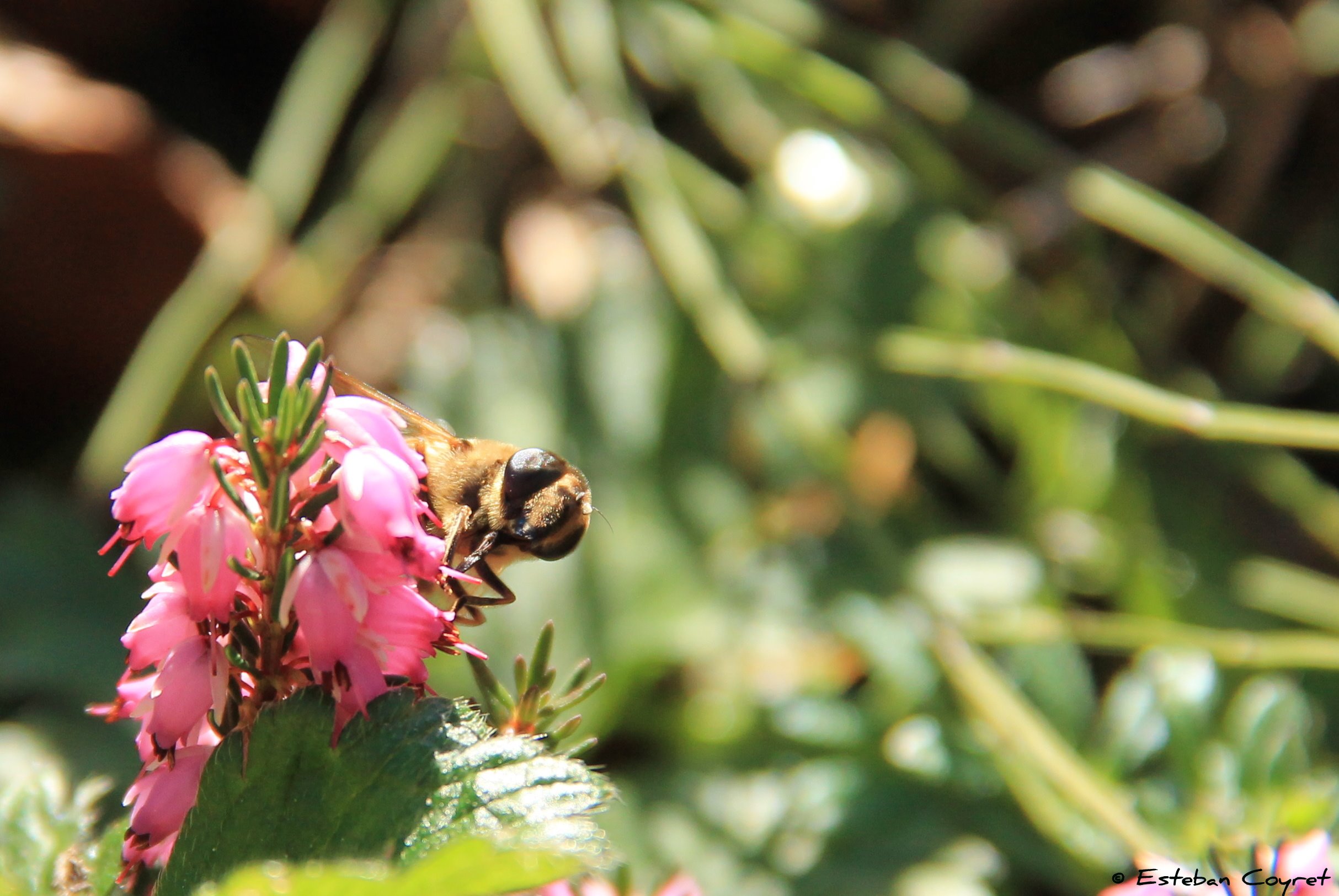 Fonds d'cran Nature Fleurs abeille macro