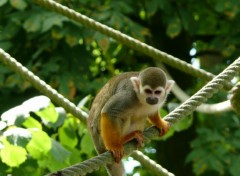 Fonds d'cran Animaux Singe ecureuil