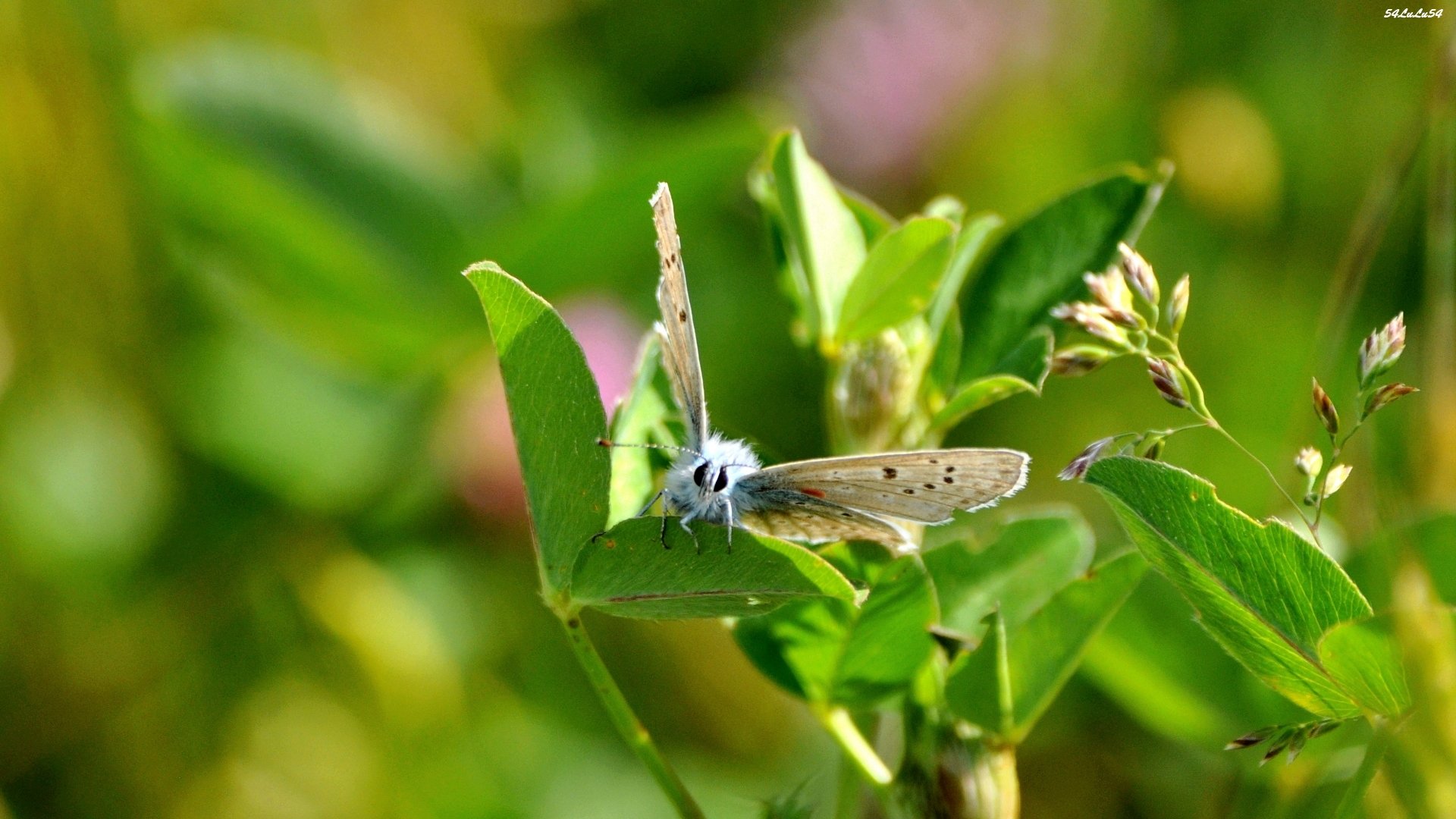 Fonds d'cran Animaux Insectes - Papillons 