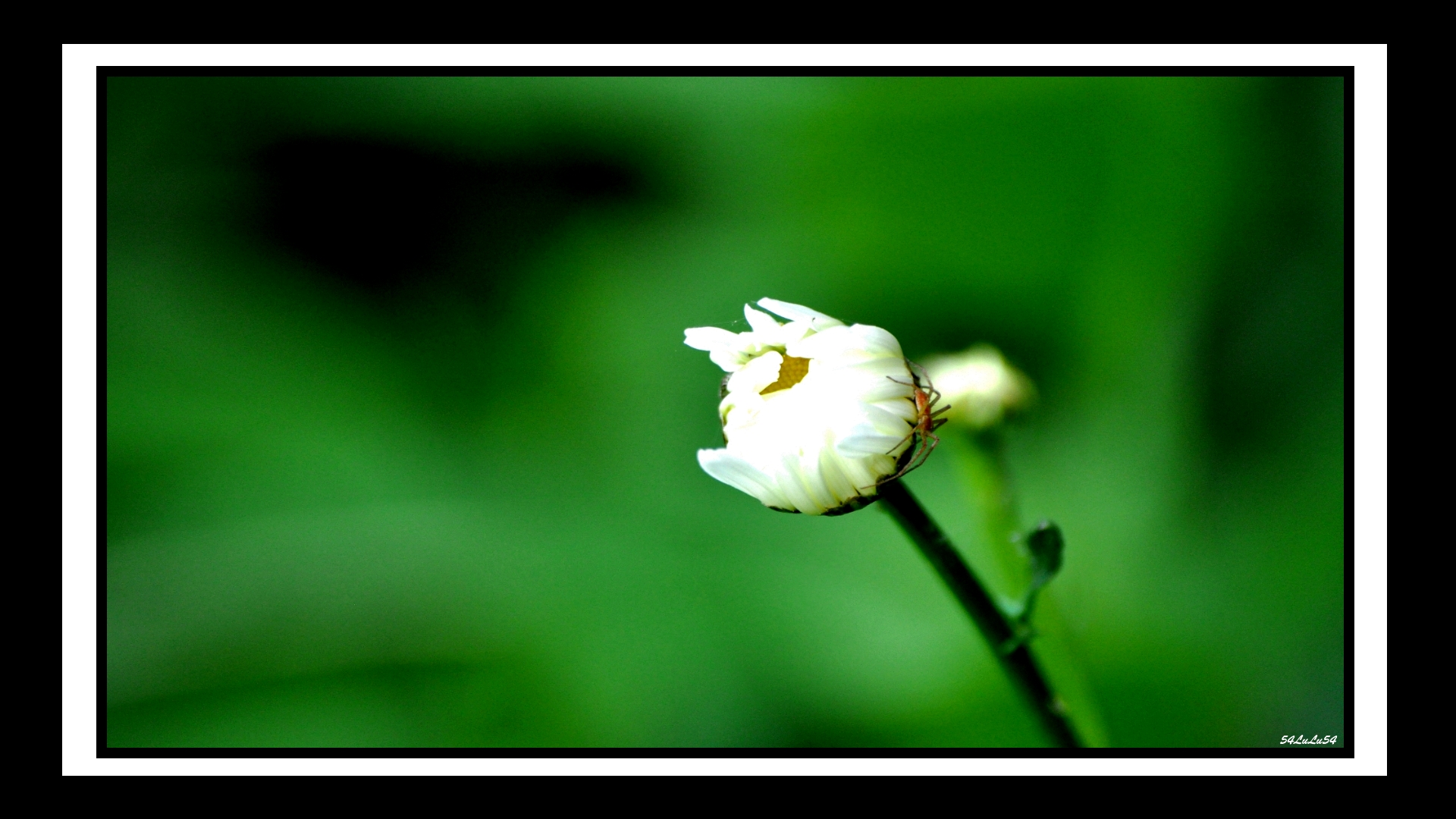 Fonds d'cran Nature Fleurs 