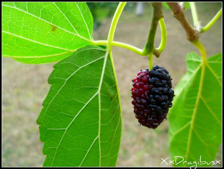 Fonds d'cran Nature Fruits Cebo la mre ! 