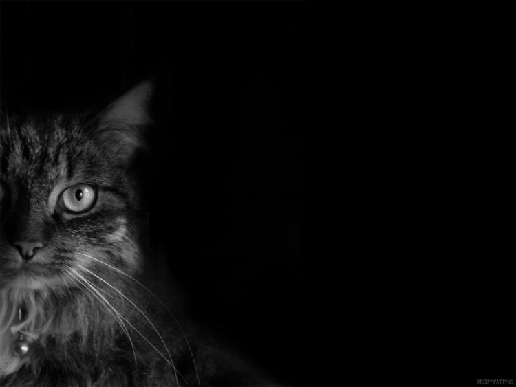 Fonds d'cran Animaux Chats - Chatons Cat in the dark