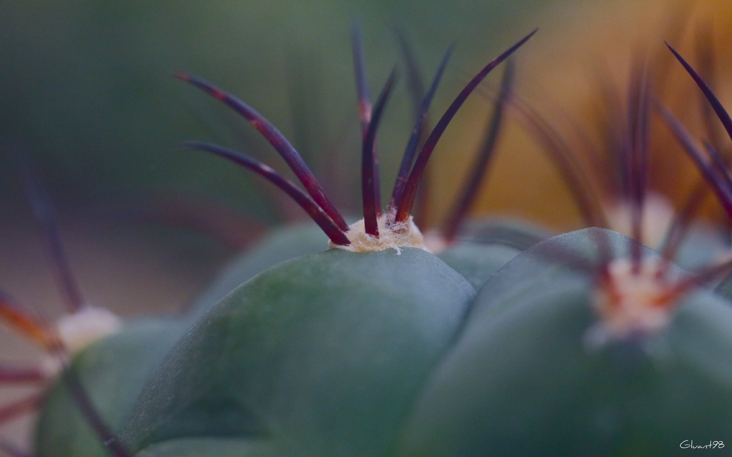 Fonds d'cran Nature Cactus Champ de cactus 