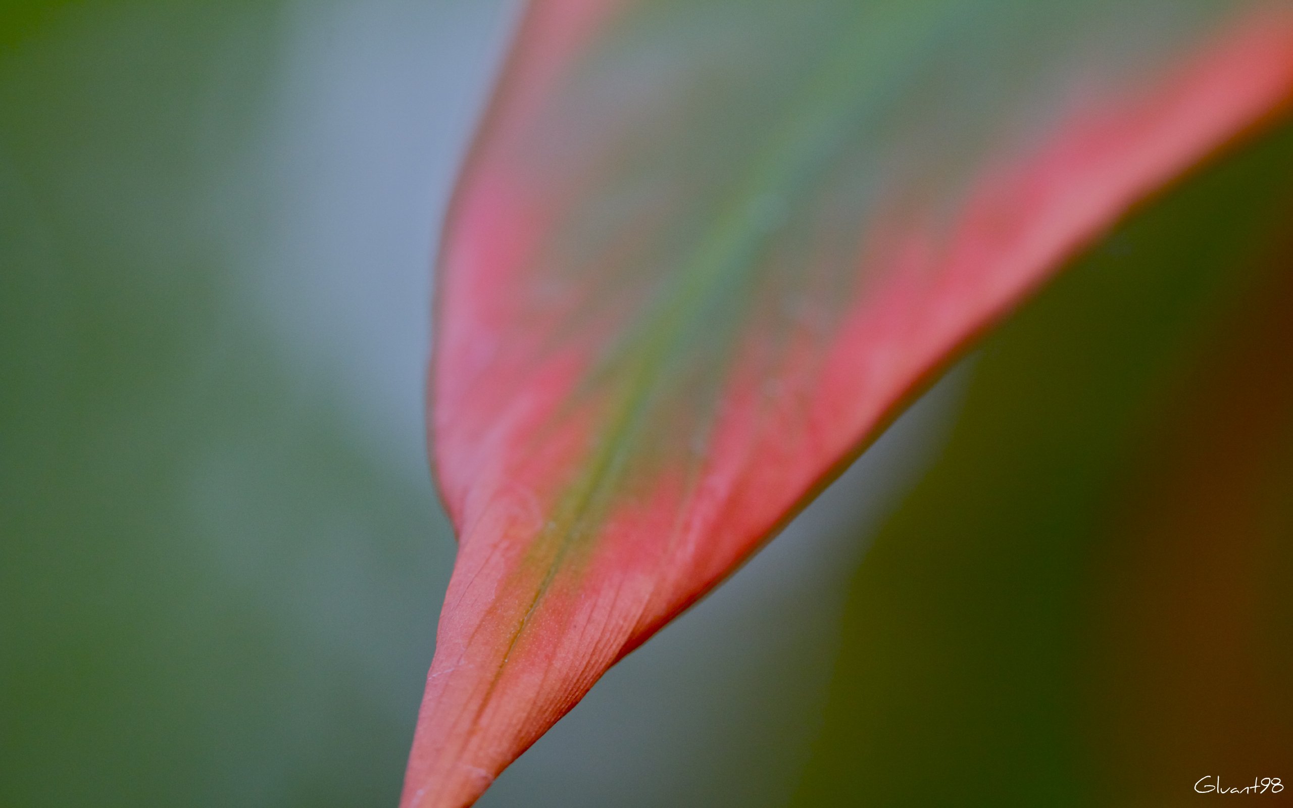 Wallpapers Nature Leaves - Foliage Feuille éxotique