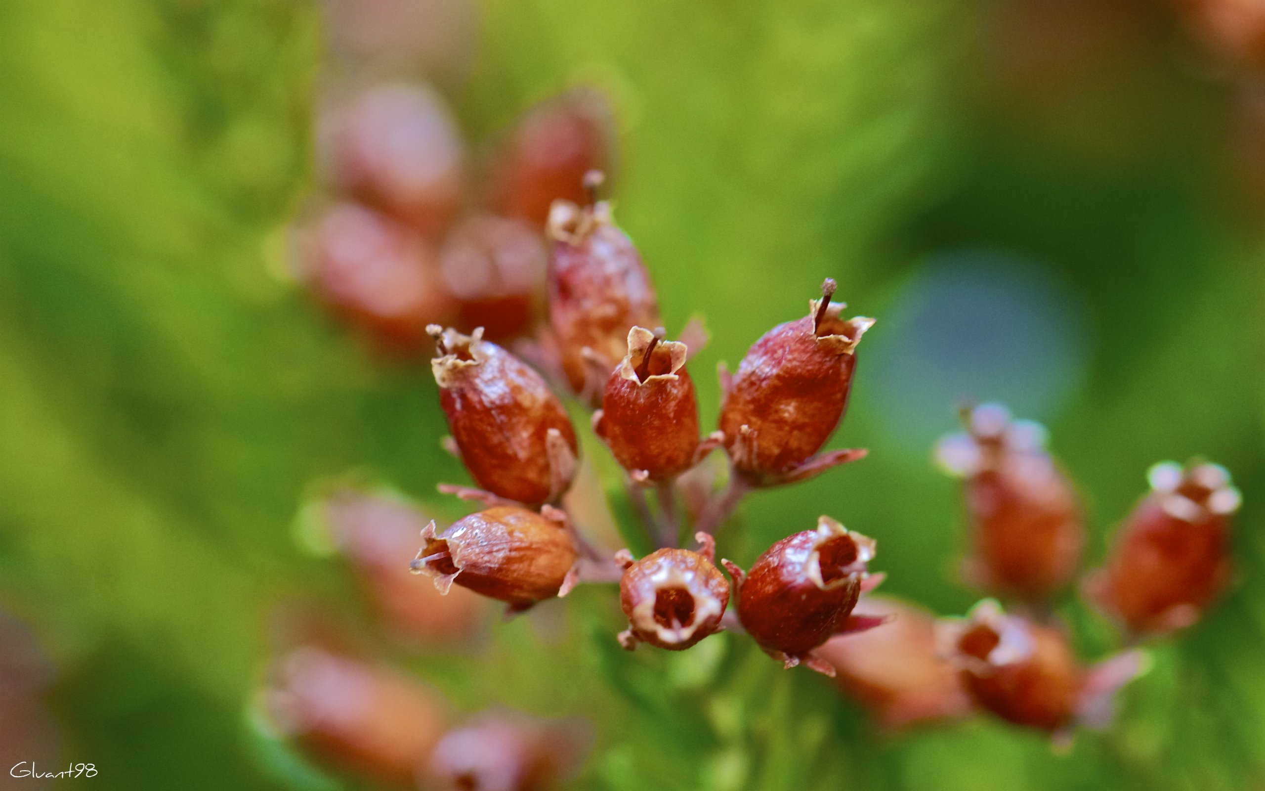 Wallpapers Nature Flowers Explosion de couleurs 