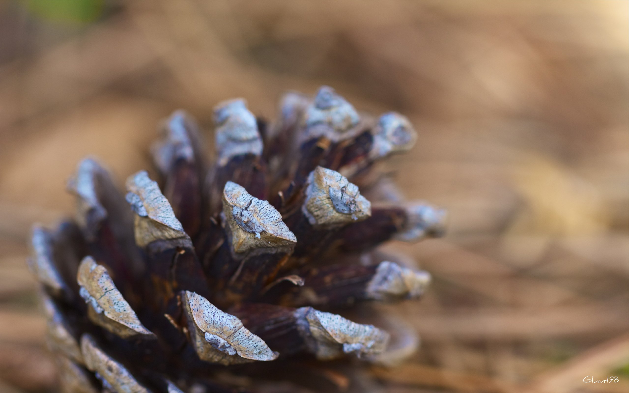 Wallpapers Nature Fruits Pive abandonne