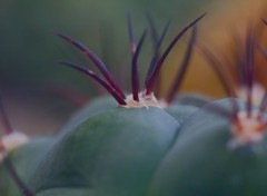 Fonds d'cran Nature Champ de cactus 