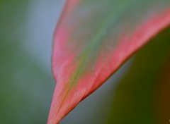 Fonds d'cran Nature Feuille xotique