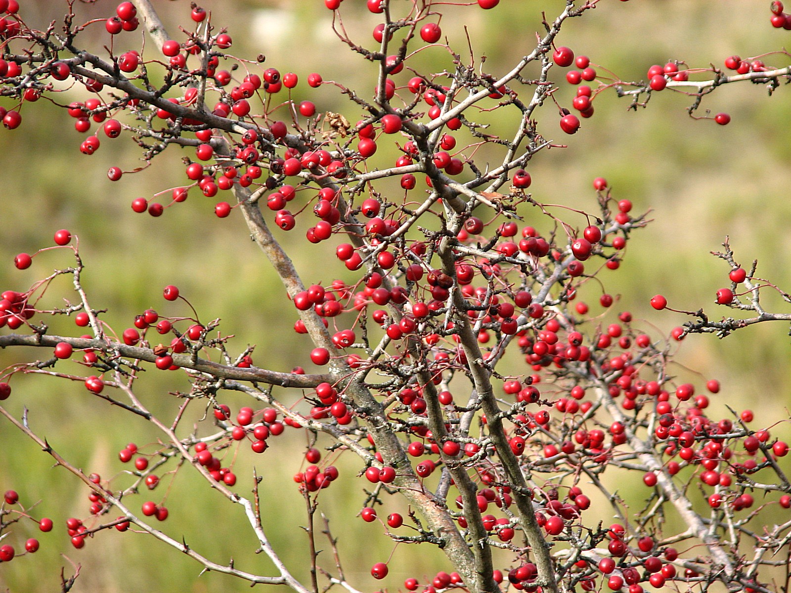 Wallpapers Nature Fruits Pour les oiseaux  ( pour les grives en particulier )