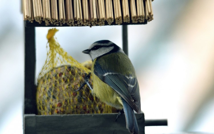 Wallpapers Animals Birds - Chickadees Msange a tete bleue