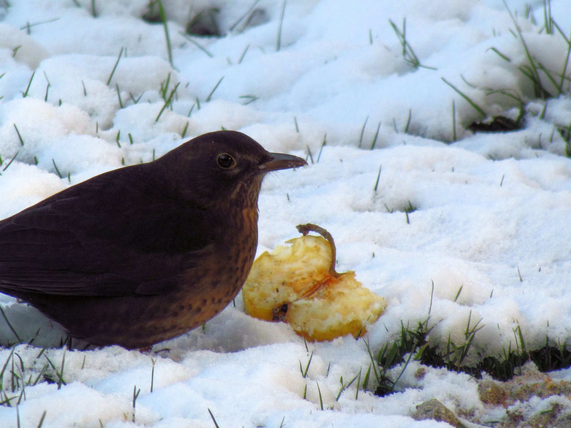 Wallpapers Animals Birds - Merles 