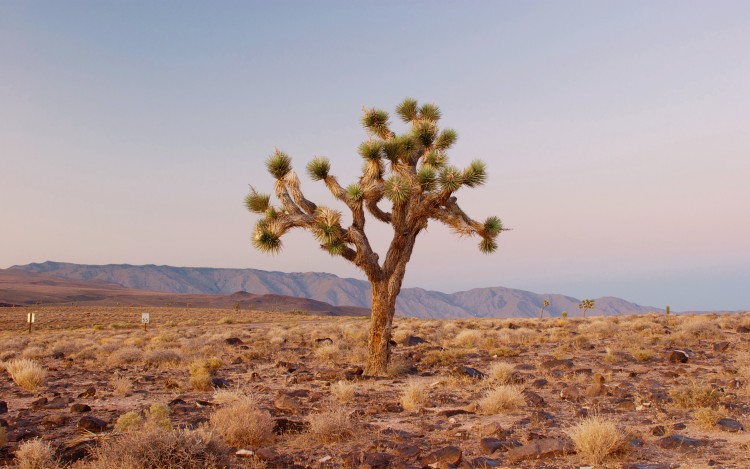 Wallpapers Nature Deserts The Joshua Tree