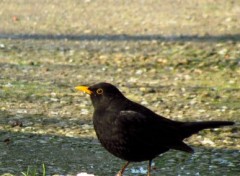 Fonds d'cran Animaux Image sans titre N291266