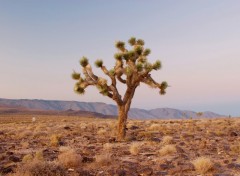 Fonds d'cran Nature The Joshua Tree