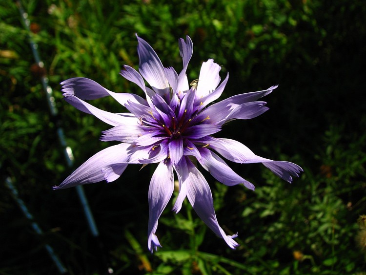 Fonds d'cran Nature Fleurs Catananche  bleue 