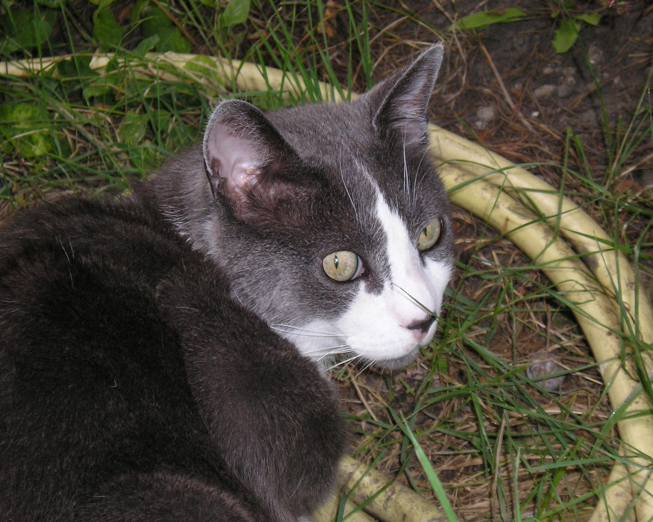 Fonds d'cran Animaux Chats - Chatons Charlo