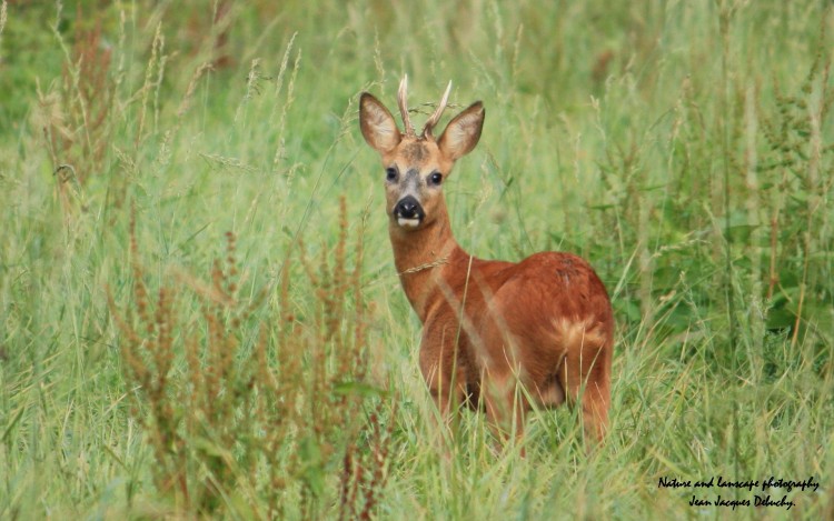 Wallpapers Animals Cervids Le brocard