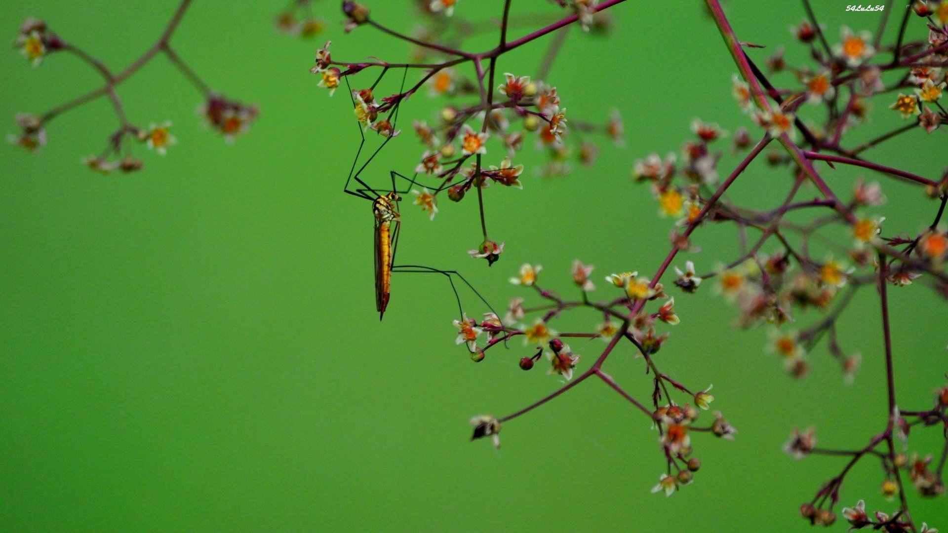 Fonds d'cran Animaux Insectes - Libellules MIAM MIAM ^^