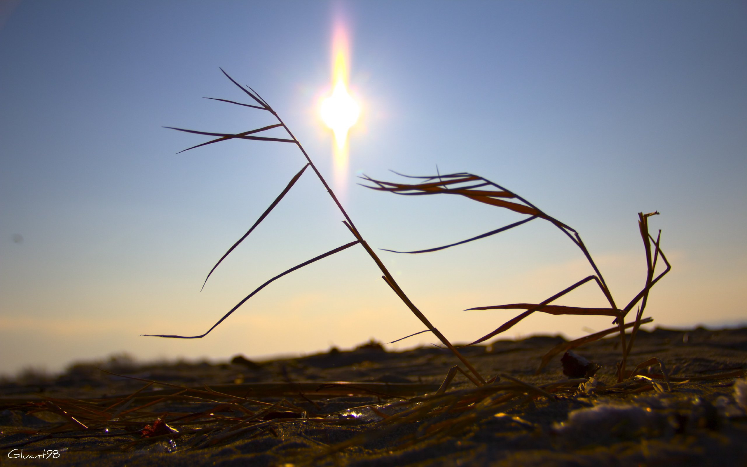 Fonds d'cran Nature Herbes Fige au sol 