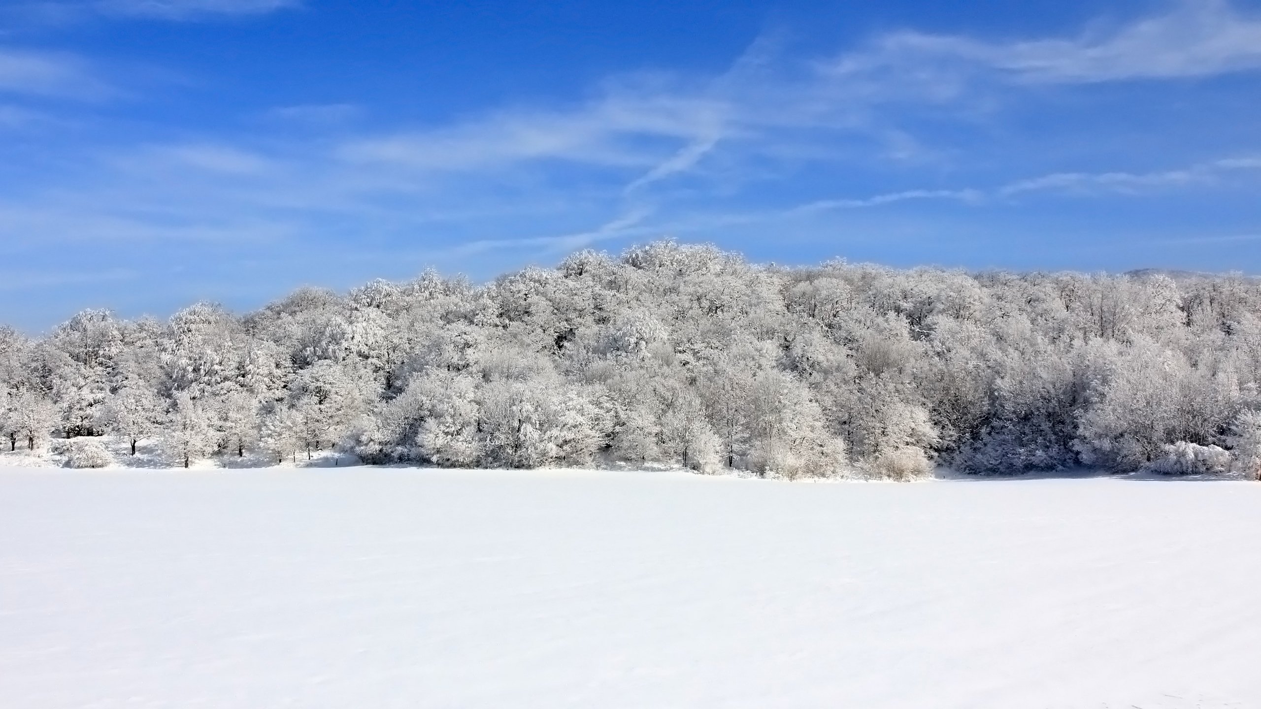 Wallpapers Nature Trees - Forests Symphonie givre