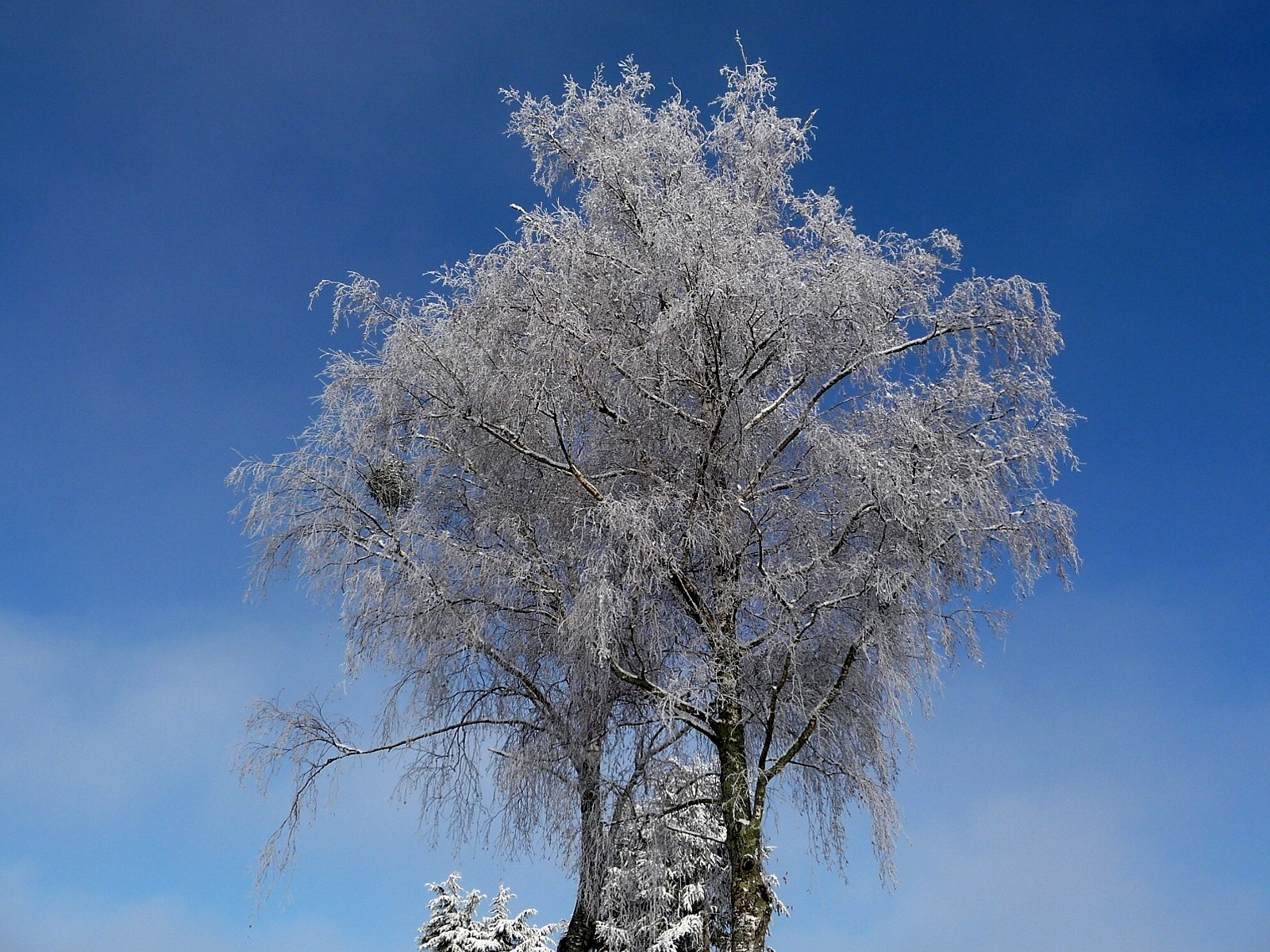 Fonds d'cran Nature Saisons - Hiver Arbre givr