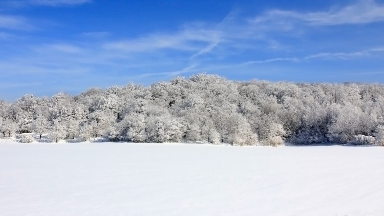 Fonds d'cran Nature Arbres - Forts Symphonie givre