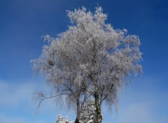 Fonds d'cran Nature Arbre givr