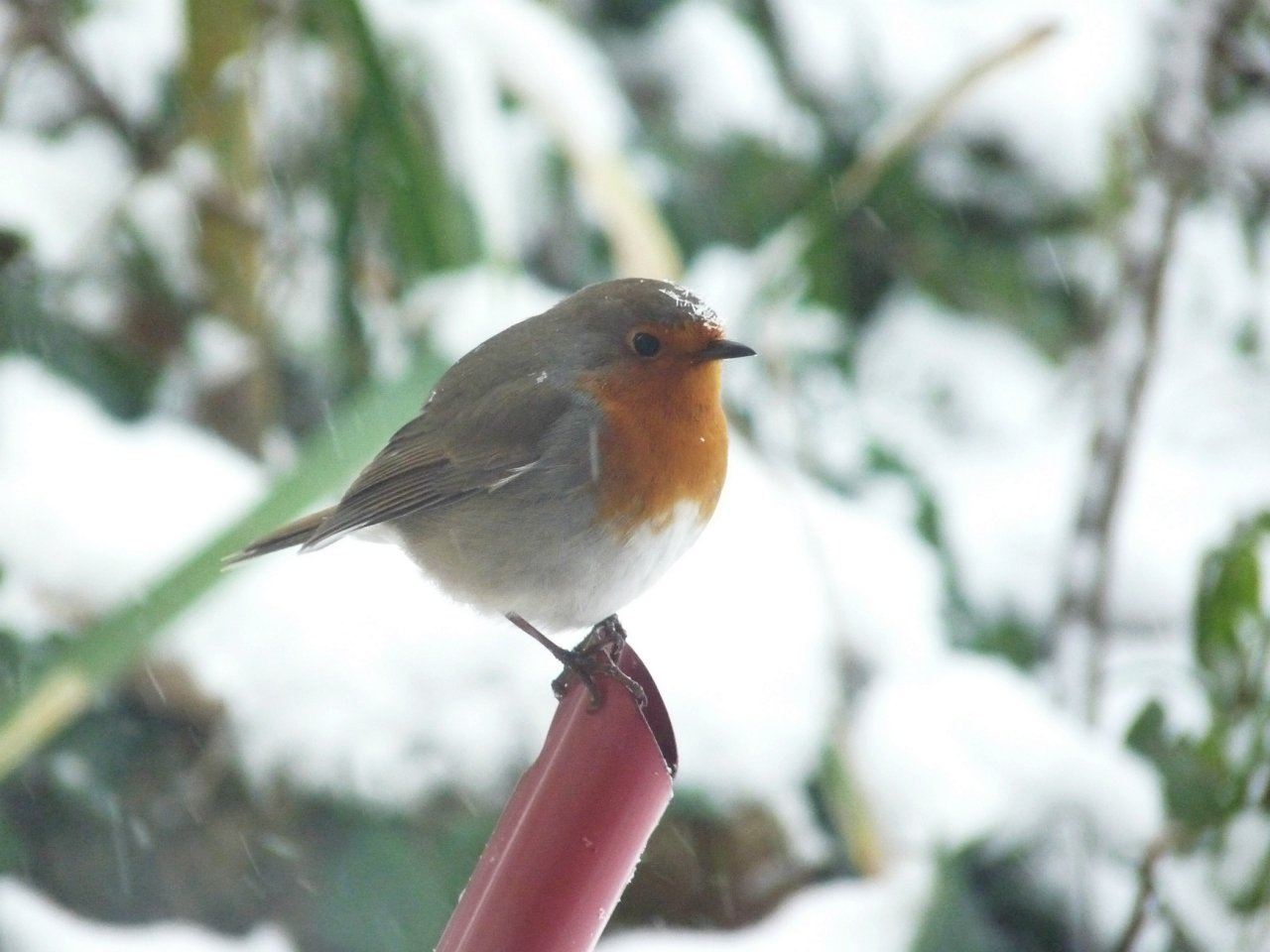 Fonds d'cran Animaux Oiseaux - Rougegorges 