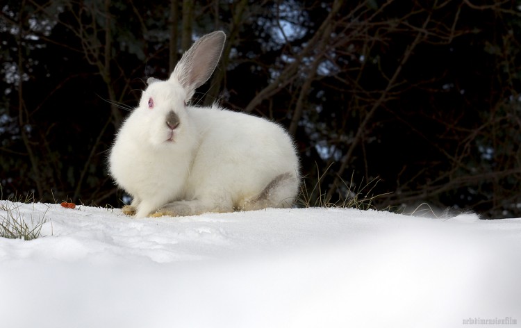 Wallpapers Animals Rabbits Ooo Qu'est-ce?