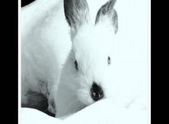 Wallpapers Animals Lapin Frňko