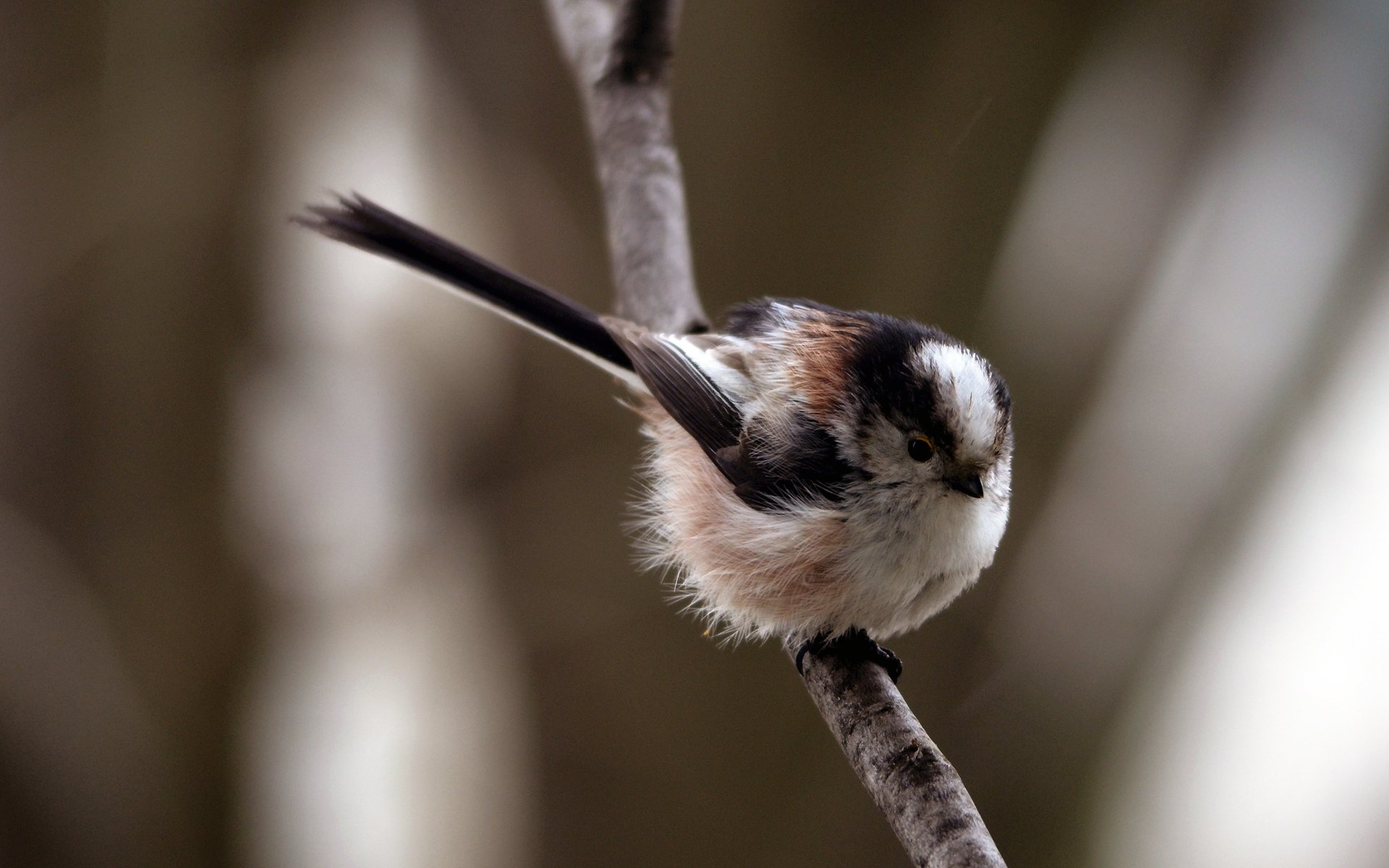 Fonds d'cran Animaux Oiseaux - Msanges mesange a longue queue