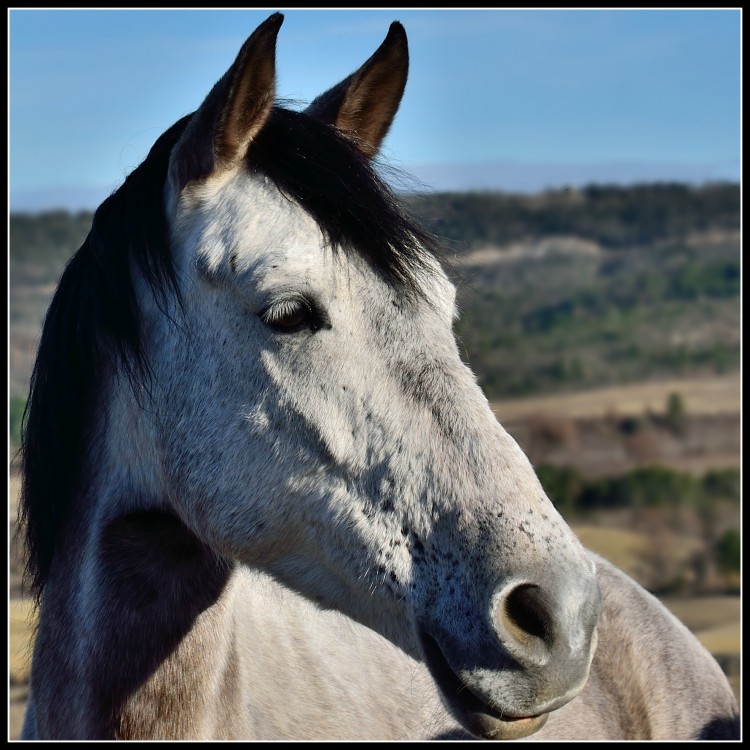 Wallpapers Animals Horses Portrait quin