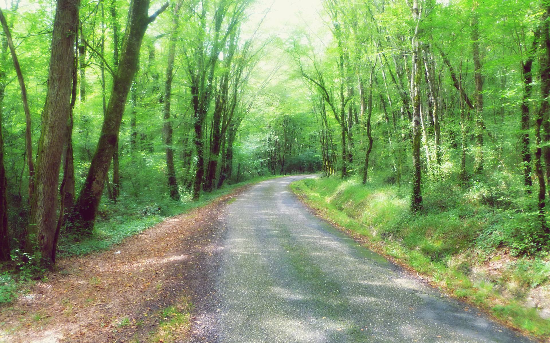 Fonds d'cran Nature Arbres - Forts Madirac (Gironde)