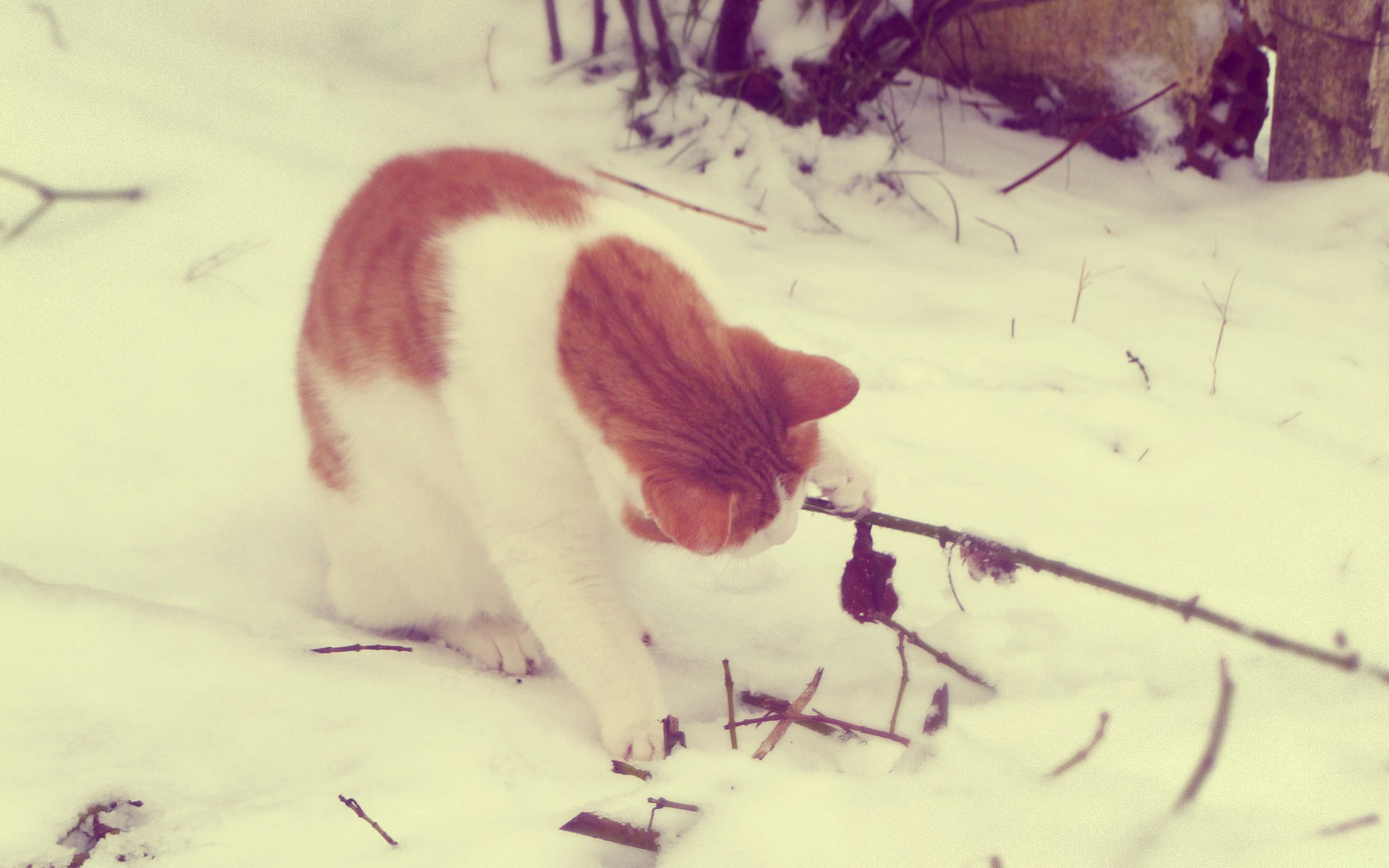 Fonds d'cran Animaux Chats - Chatons Curiosit