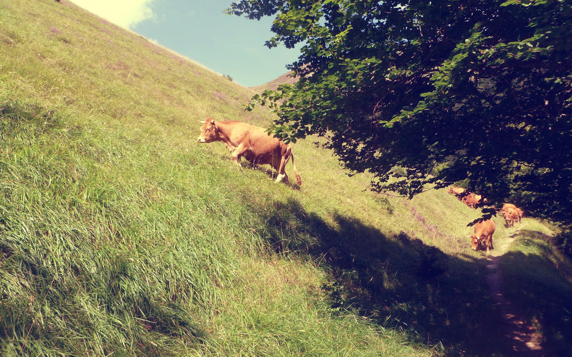 Fonds d'cran Nature Montagnes Vaches des Montagnes